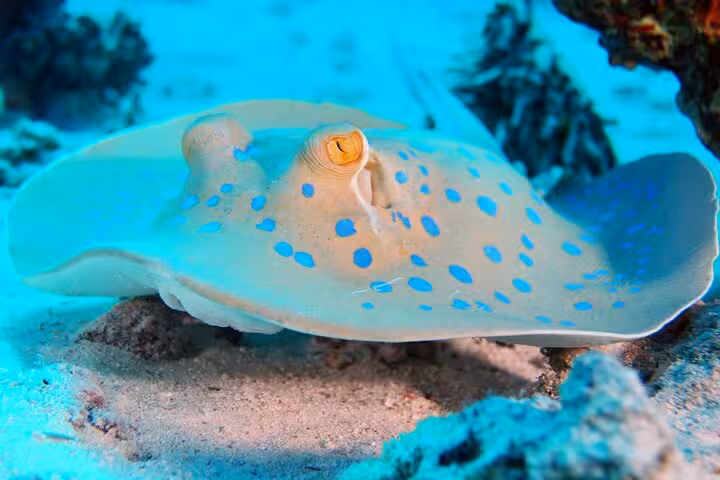 Blue-spotted stingray resting on sandy seabed, seen on Ras Mohammed National Park boat trip from Sharm