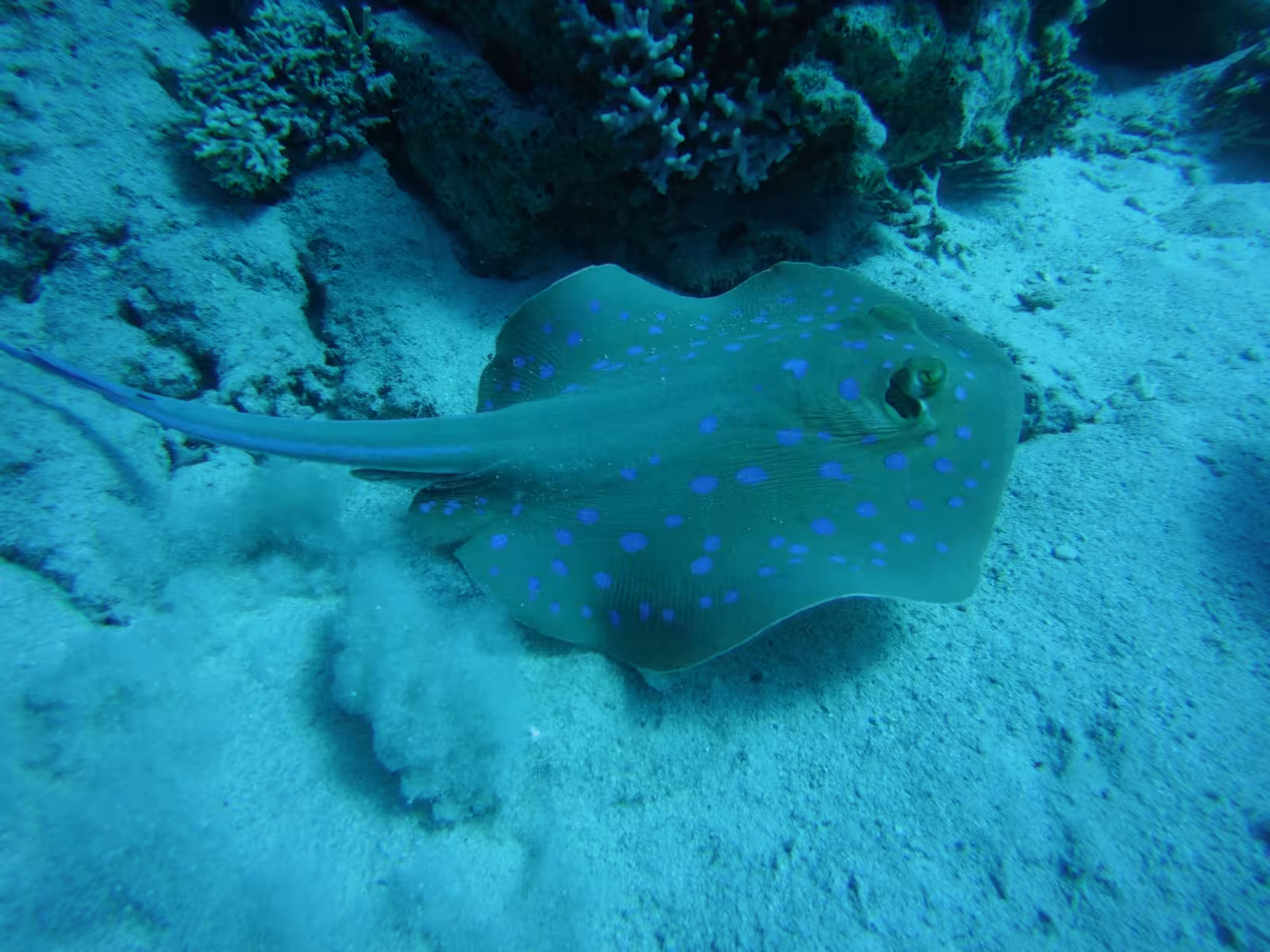 Blue-spotted stingray resting on sandy seafloor near coral reef at Sataya Reef