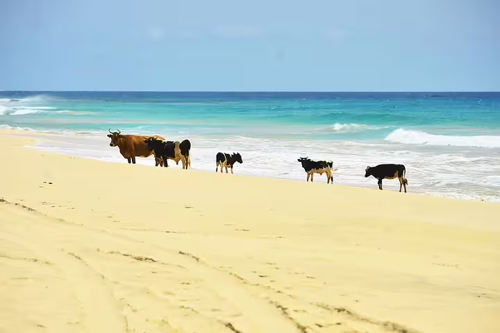Cows strolling along the pristine sandy beach of Boa Vista with clear blue ocean waves in the background.