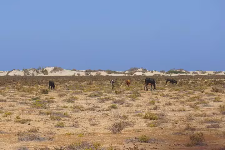Wild donkeys graze on the arid landscape of Boa Vista Island, offering a rustic view on the quad adventure tour.