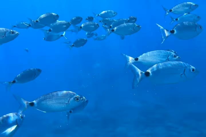 A vibrant school of fish swims in the azure waters off La Spezia, perfect for underwater exploration on the boat tour.