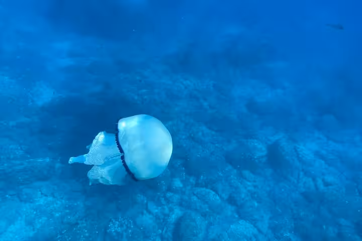 Explore the clear blue waters near La Spezia with a stunning jellyfish encounter on the boat tour to Portovenere.