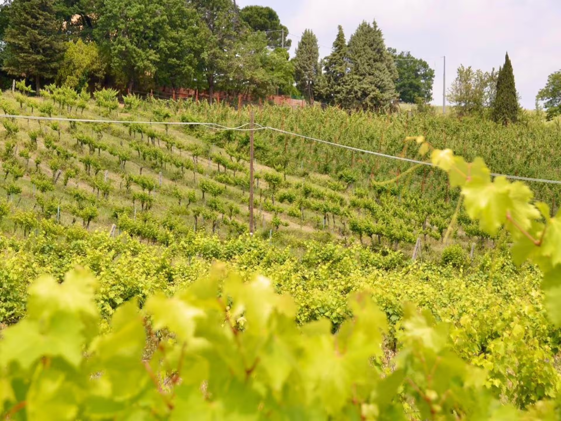 Rolling vineyard hills near Bologna, Italy, on a boutique winery tour with guided wine tasting and food platter