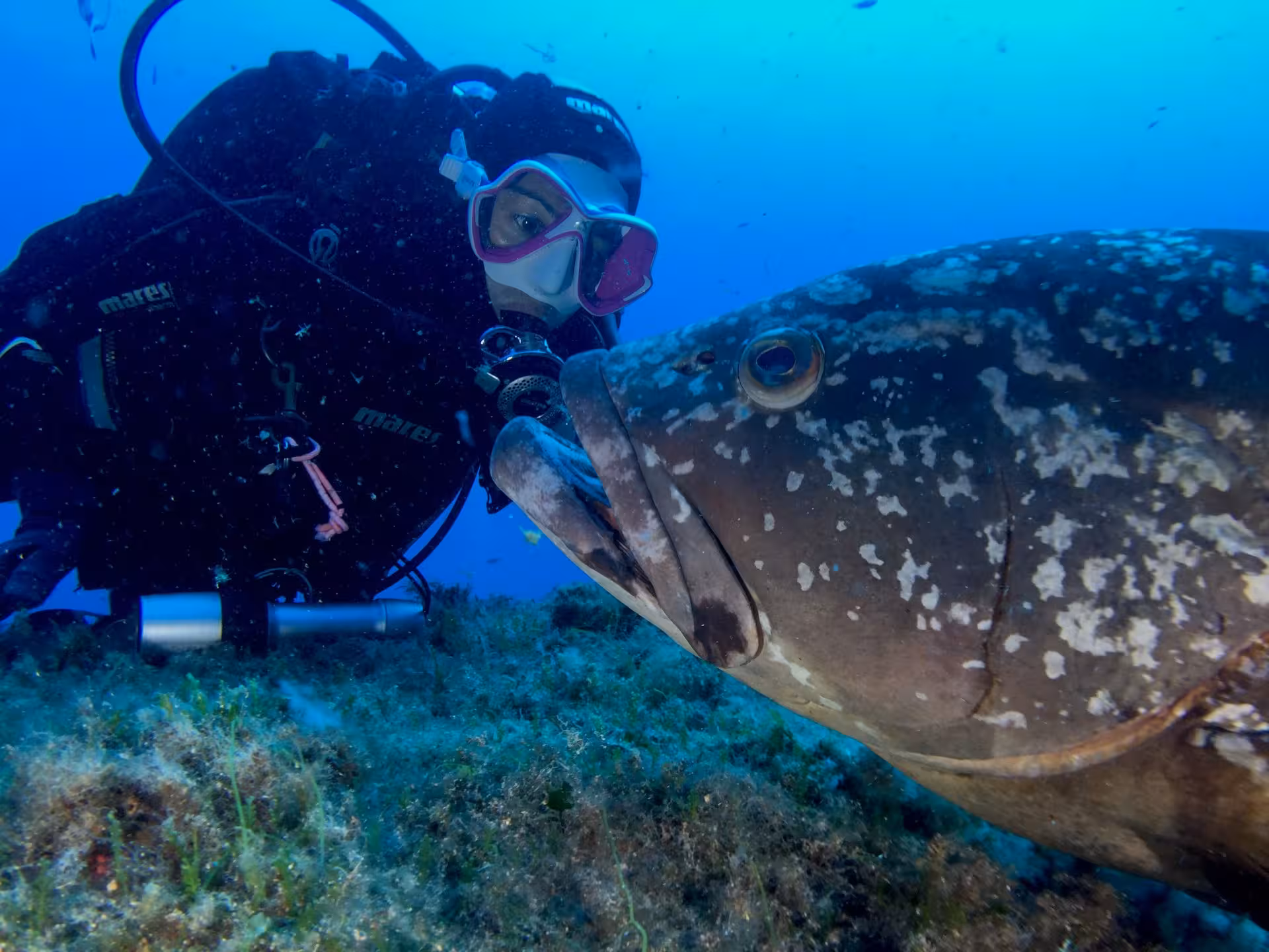 Diver encounters large fish up close in Bosa's unique diving baptism underwater adventure.
