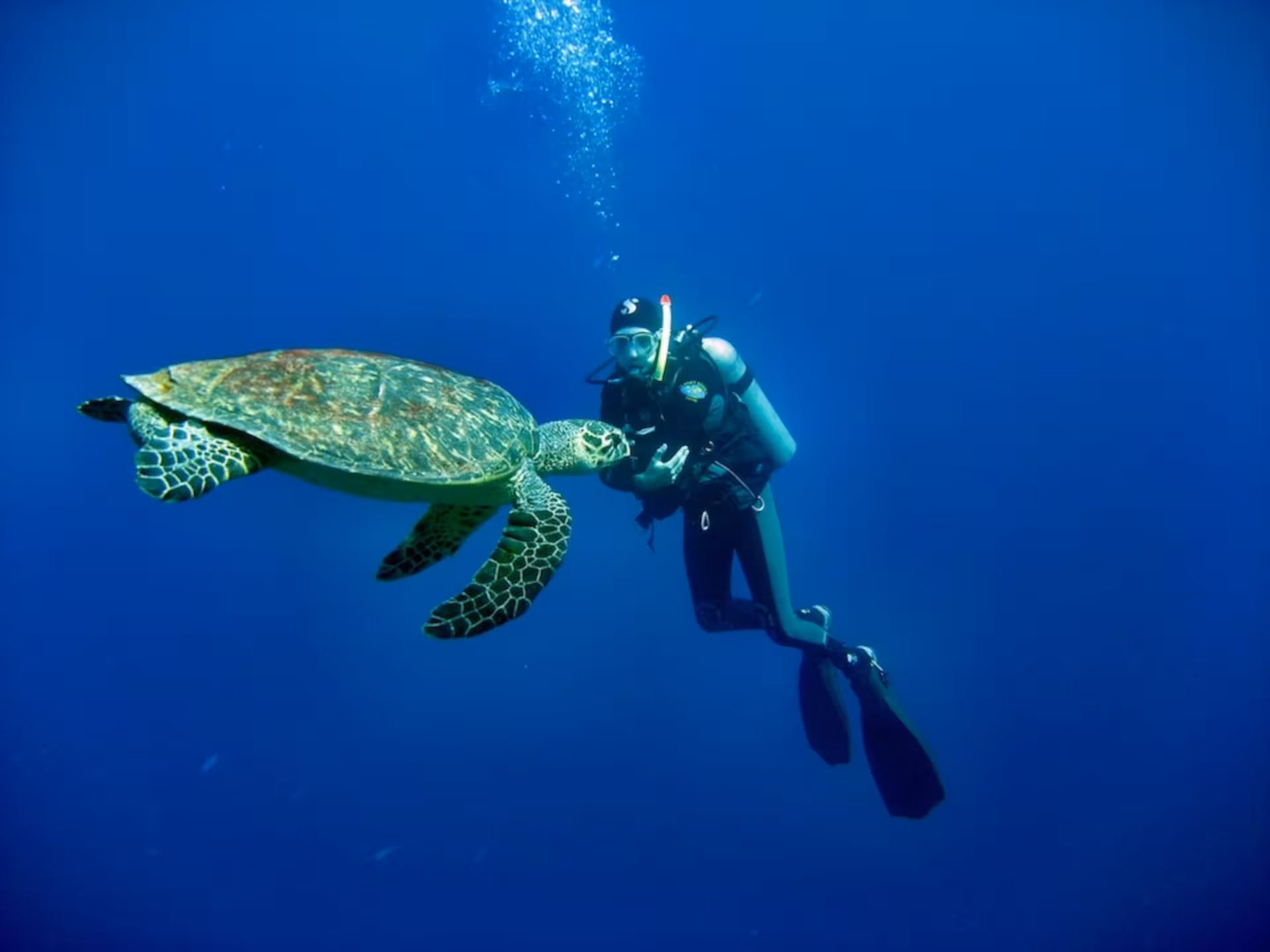 A diver encounters a majestic sea turtle in the serene blue depths of a Bosa diving baptism adventure.