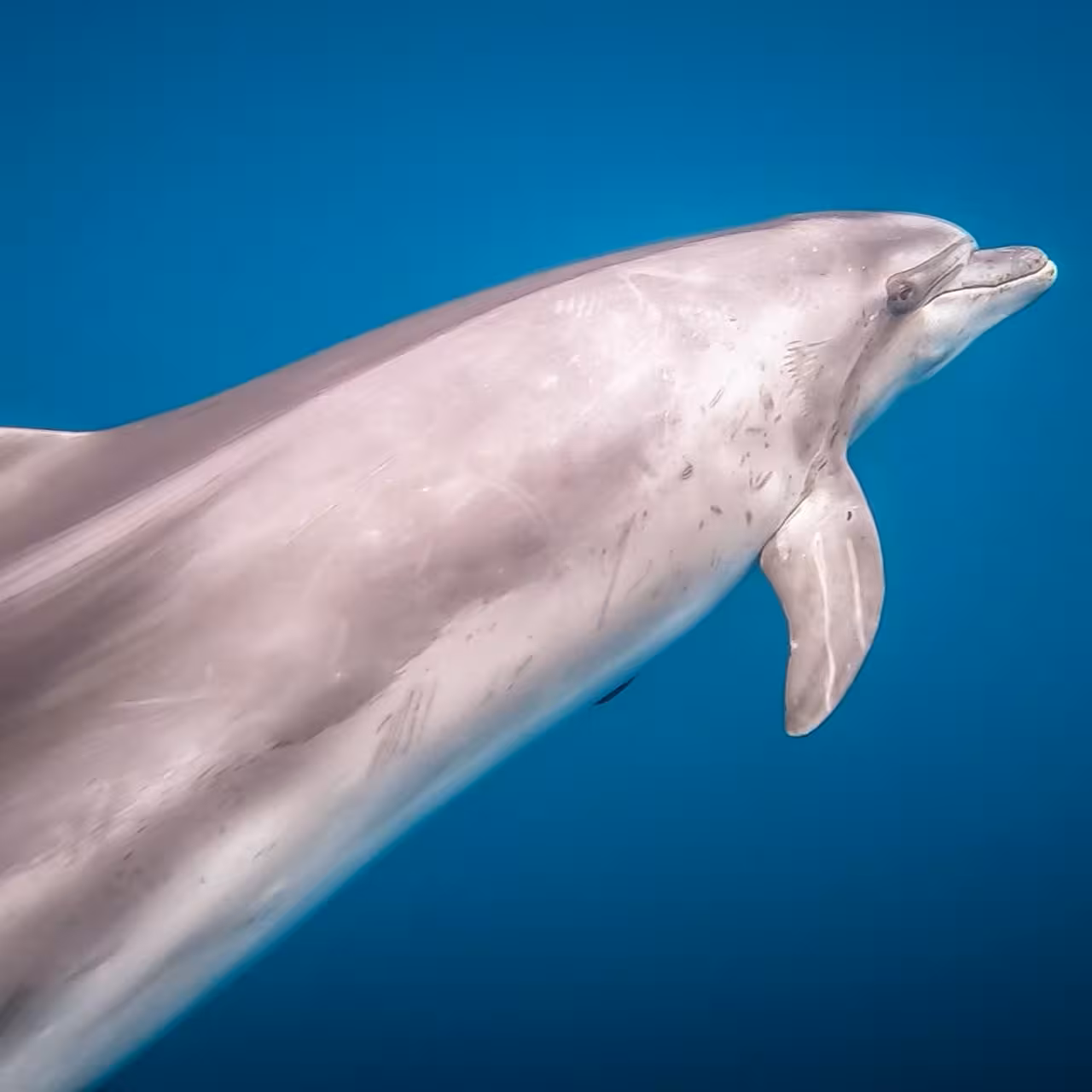 Close-up underwater view of a bottlenose dolphin on a guided dolphins and marine wildlife snorkeling excursion