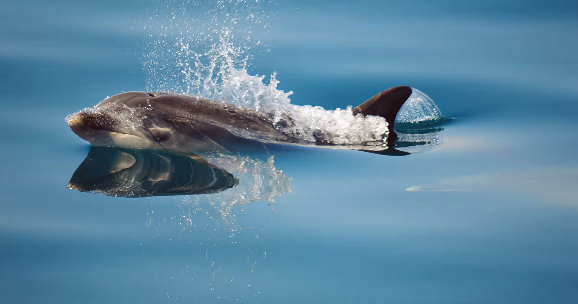 Bottlenose dolphin surfacing in crystal clear blue sea, captured close-up on a dolphin watching boat tour