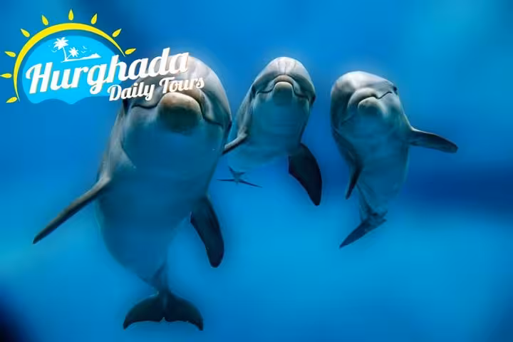 Three bottlenose dolphins underwater in the Red Sea, perfect for Hurghada speedboat dolphin watching and snorkeling tour