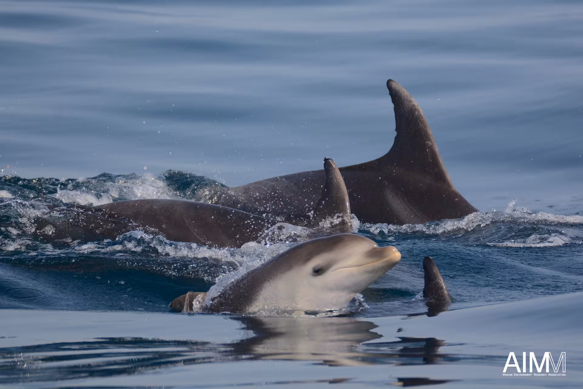 Playful pod of bottlenose dolphins, including a curious calf, swimming beside our marine wildlife watching expedition boat