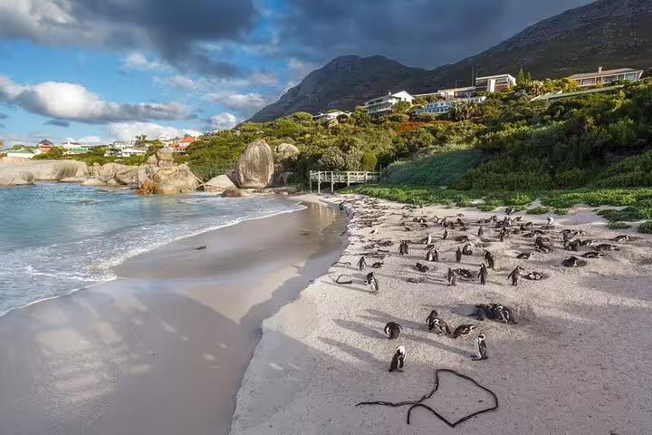Boulders Beach penguin colony near Simon’s Town on a Cape Peninsula full-day tour from Cape Town
