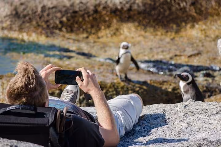 Tourist captures playful penguins on the rocky shores of Boulders Beach, a must-visit on the Cape Point tour.