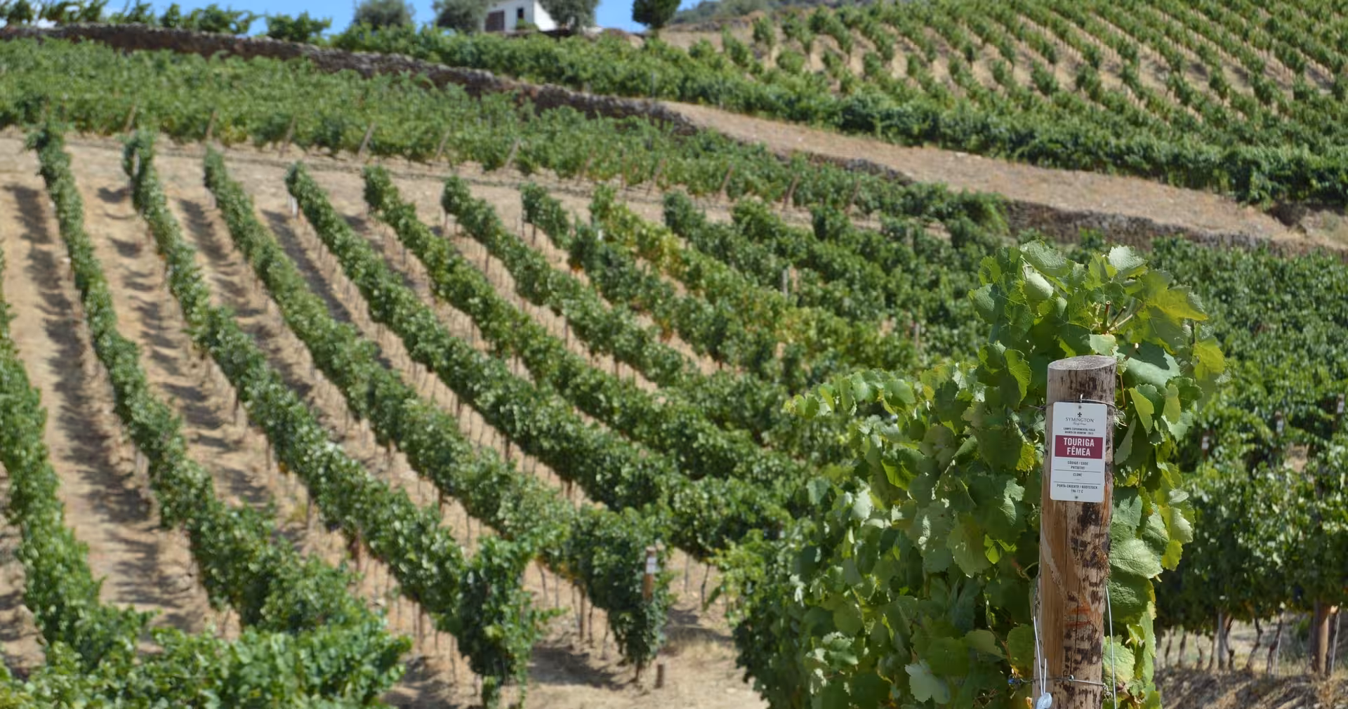 Terraced Douro Valley vineyard rows on the Braga small-group wine tour with Port tasting and lunch