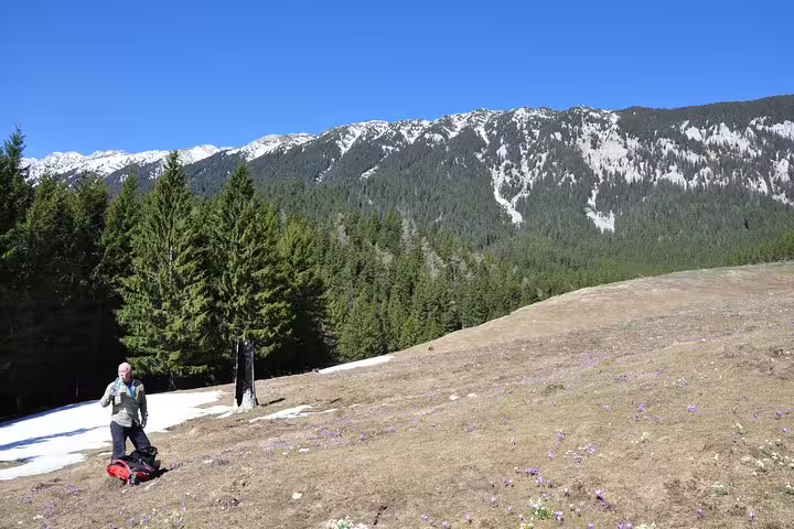 Hiker resting on alpine meadow with crocuses, snow patches, pine forest and snowy mountain peaks near Brasov