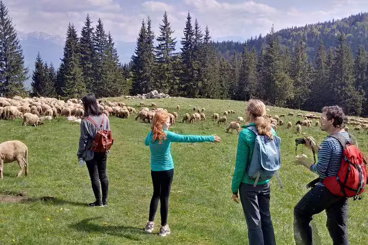 Four hikers watching a large sheep flock grazing on a green mountain meadow near Brasov