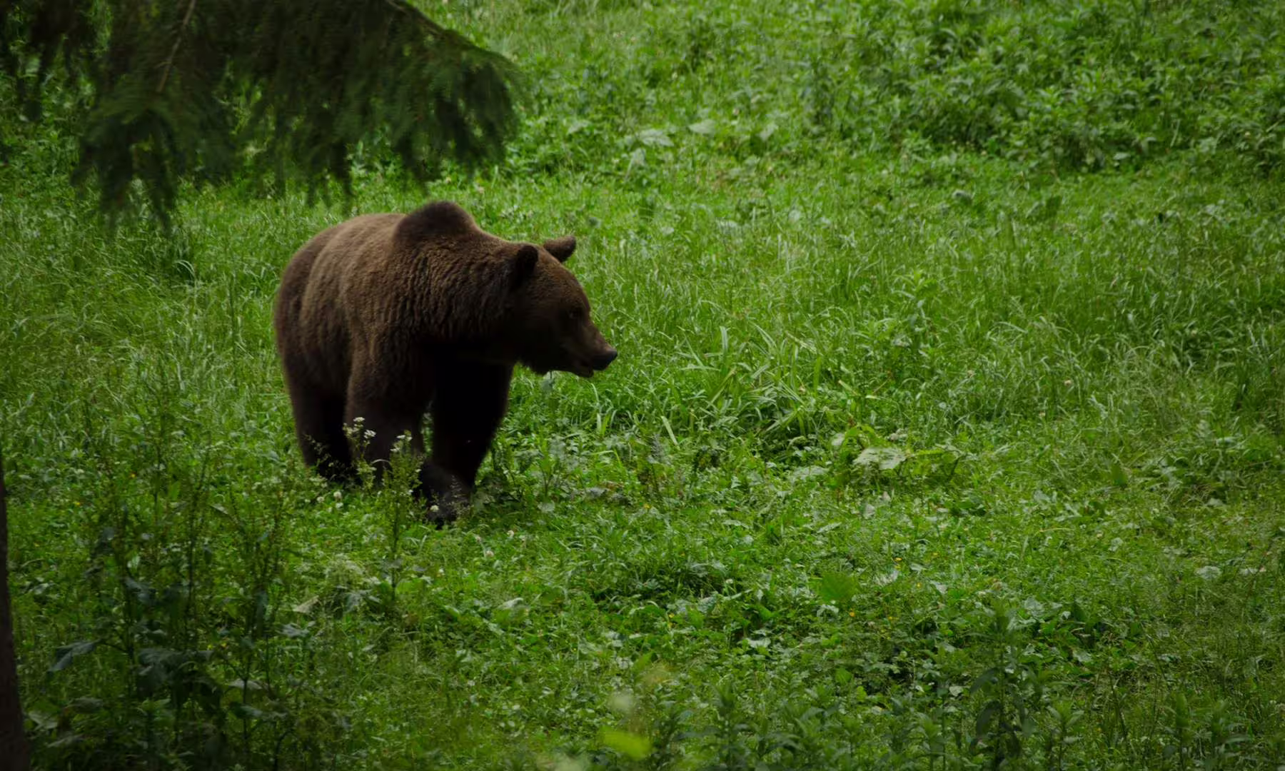 Brown bear near Brasov