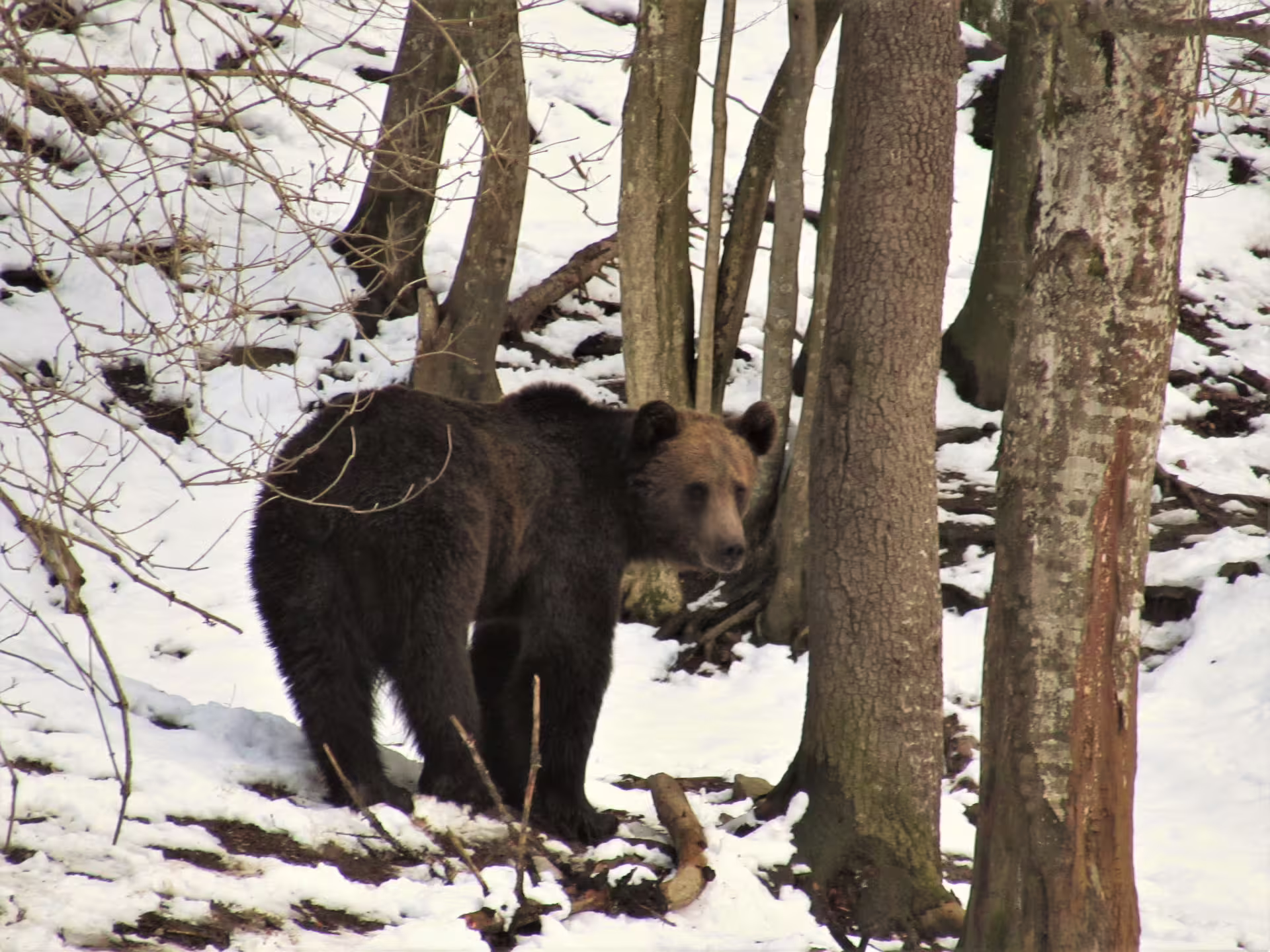Brown bear walking among snow-covered trees in the Carpathian forest during winter