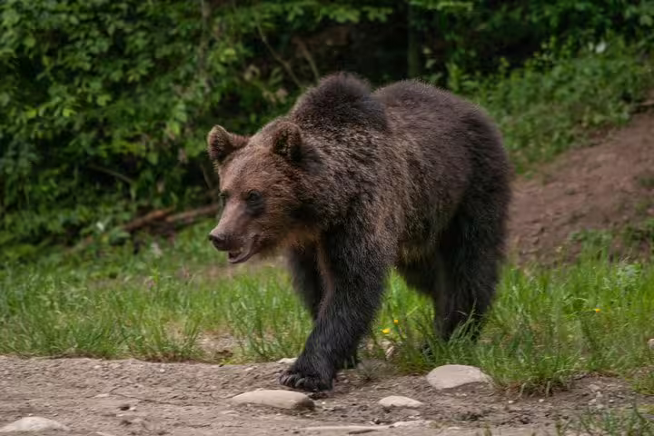 Brown bear walking through forest clearing in the Carpathian mountains near Brasov