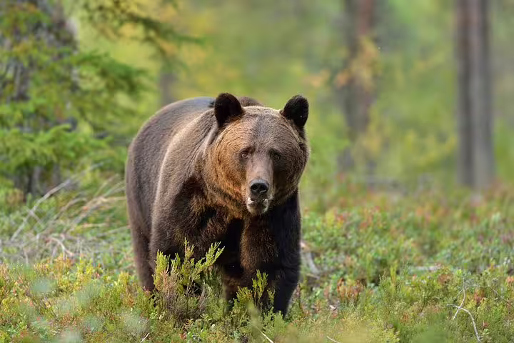 Large brown bear walking through green forest undergrowth in the Carpathian wilderness