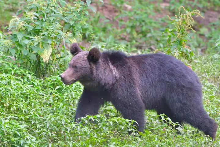 Brown bear walking through lush green vegetation in the Carpathian forest