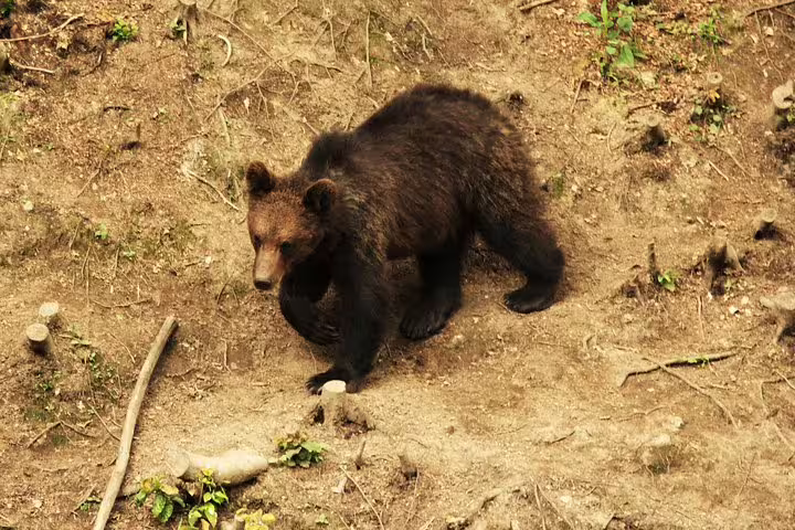 Brown bear cub walking on sandy forest ground in the Carpathian wilderness near Brasov