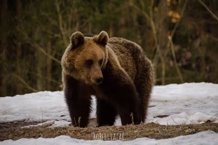 Wild brown bear standing on snow in a forest during a bear watching tour