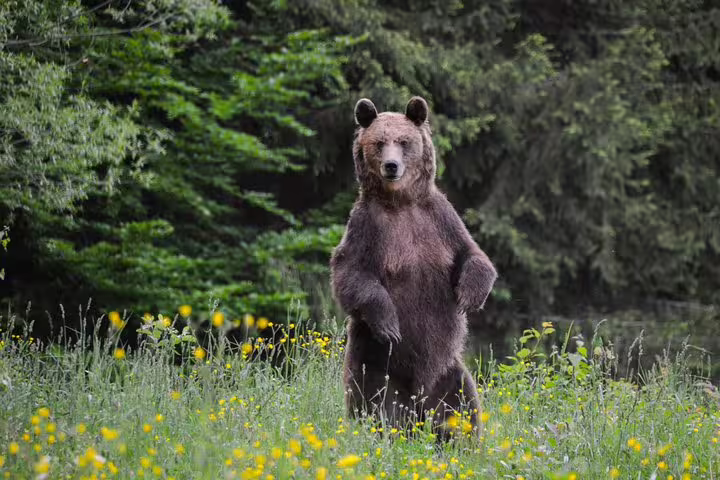 Brown bear standing upright on hind legs in a wildflower meadow with forest background