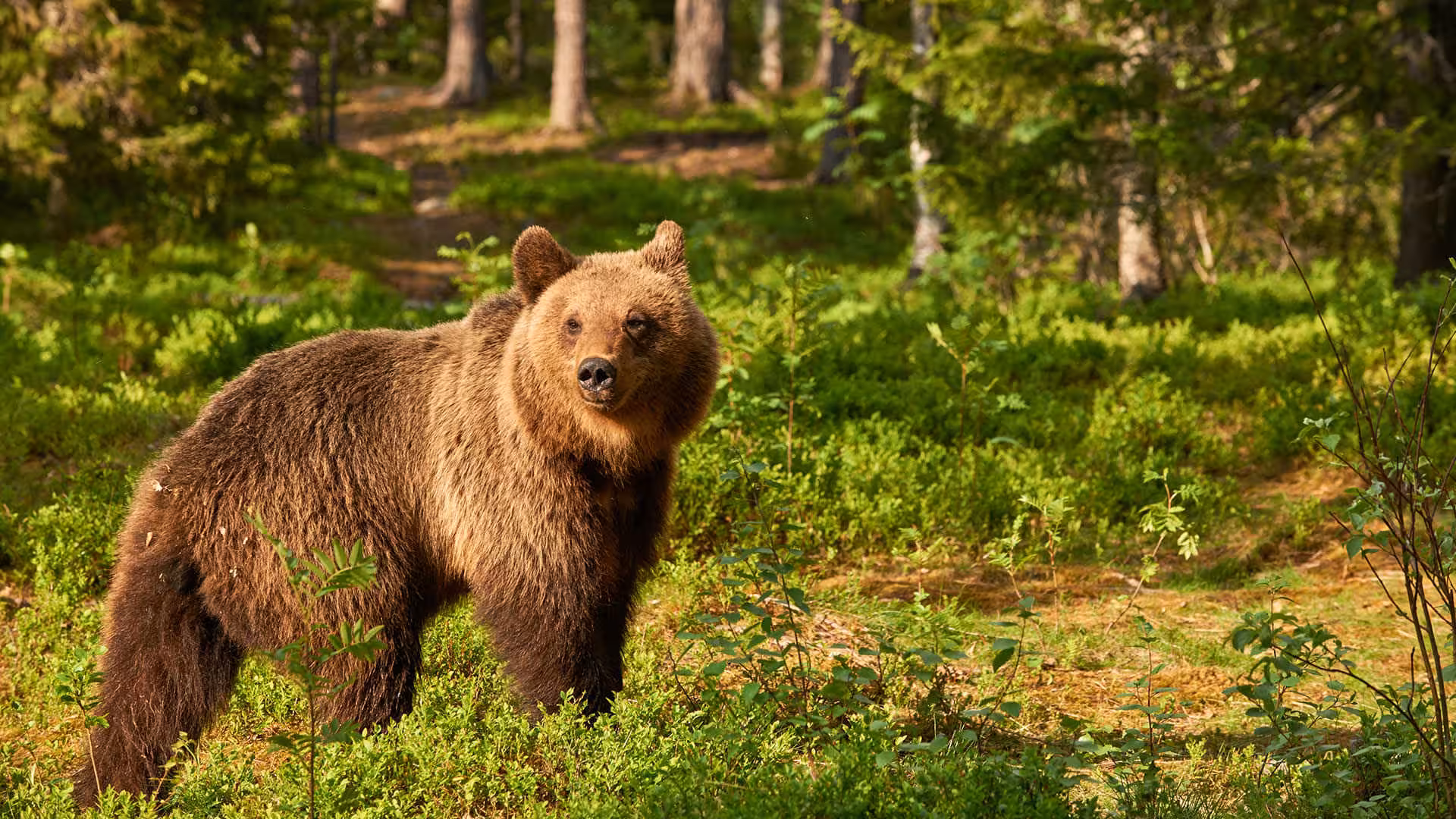 Brown bear standing in a lush green forest in Transylvania, Romania