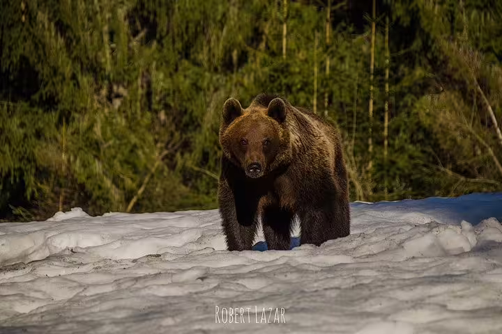 Wild brown bear walking on snow with green forest background in the Land of Volcanoes