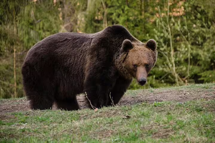 Large brown bear walking on grass with green forest background