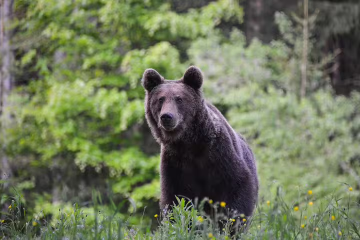 Brown bear standing alert in a lush green forest clearing with wildflowers