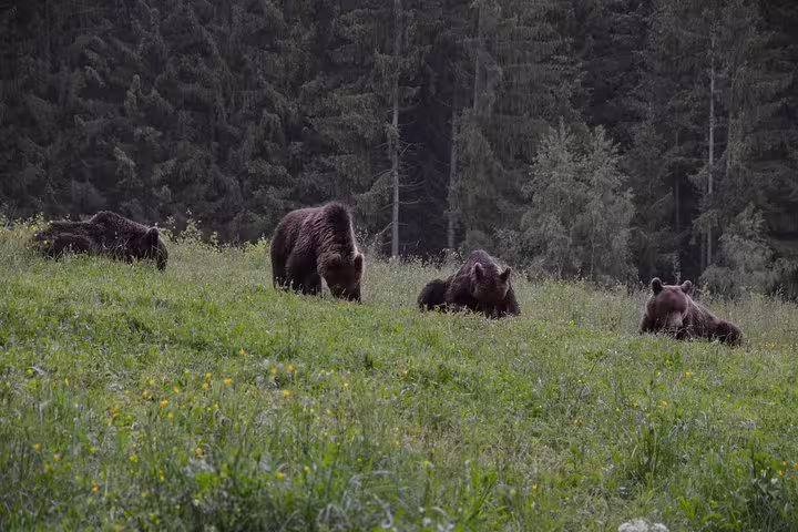 Brown bears grazing on a green meadow surrounded by dense forest during a bear watching tour