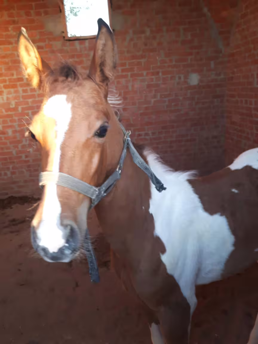 Close-up of a brown and white horse at the stable for Hurghada desert and beach horse riding excursion