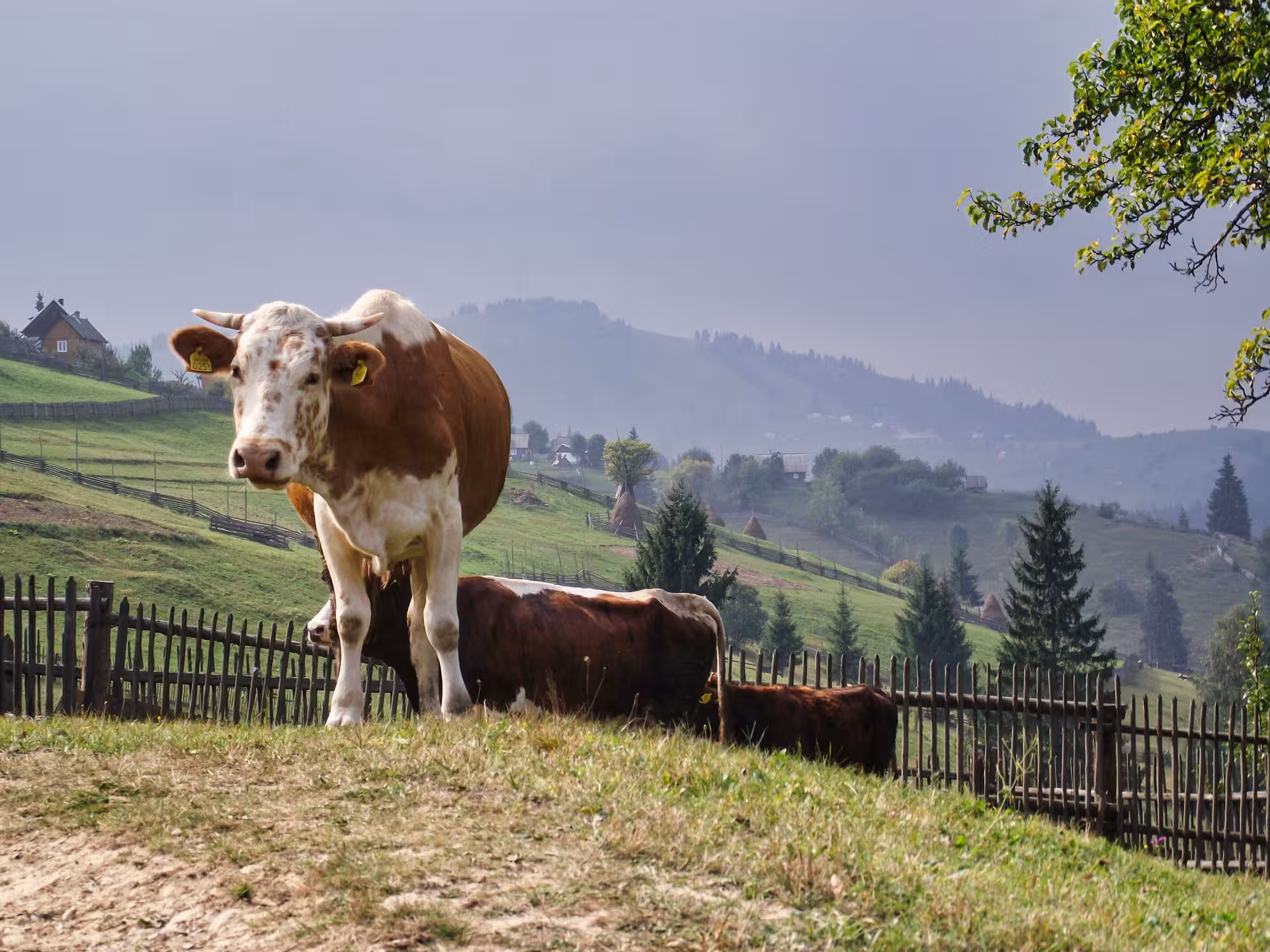Traditional Bucovina countryside with grazing cows on green hills during a scenic Romania monastery tour