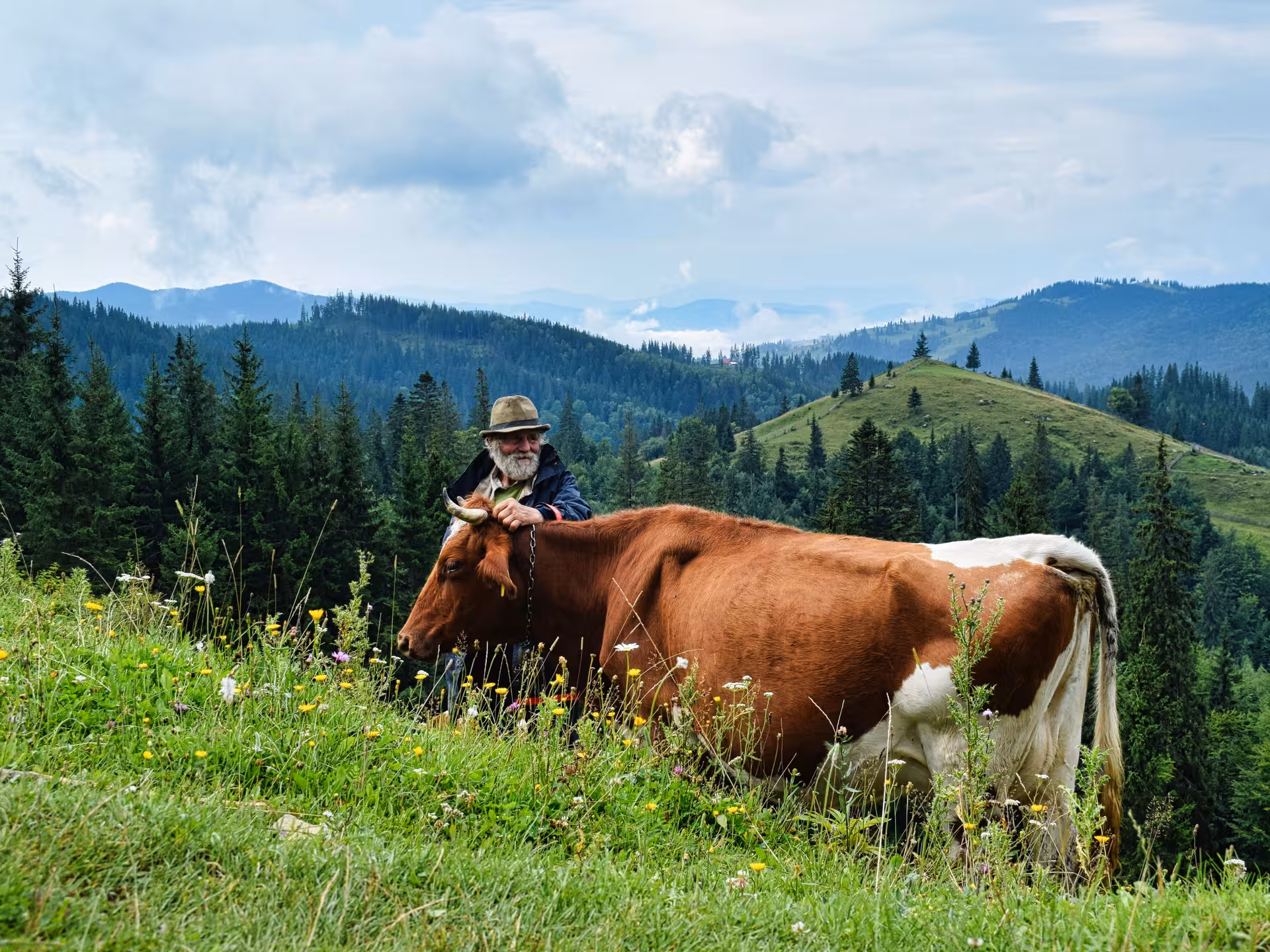 Elderly Bucovina shepherd with brown cow on lush alpine meadow during 2-day Romania monastery tour