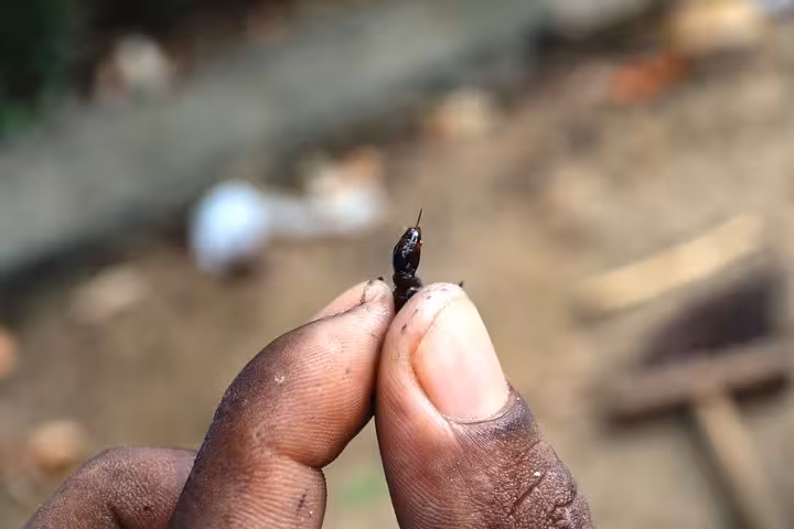 Close-up of Tucandeira bullet ant held between fingers, used in Sateré-Mawé indigenous ritual in Amazon