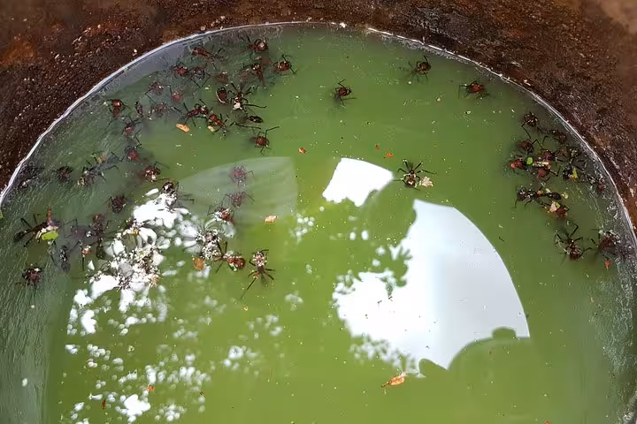 Bucket of Tucandeira bullet ants gathered for Sateré-Mawé indigenous ritual tour in the Amazon rainforest