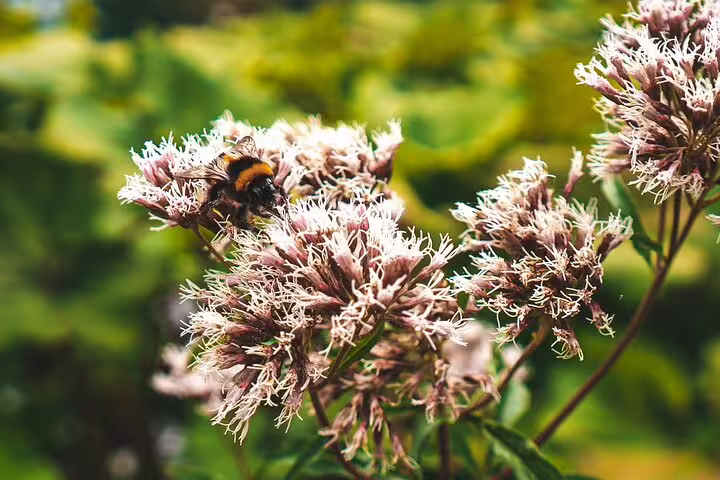 Bumblebee on wildflowers in Plitvice Lakes National Park, Croatia, during a scheduled economy tour