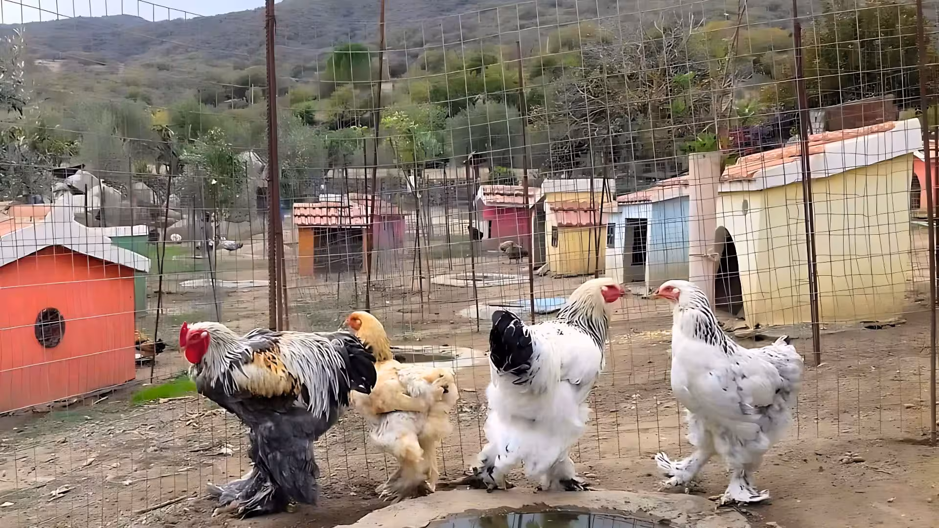 Majestic chickens roam freely in a scenic Burgos farm, perfect for a family-friendly tour and tasting experience.