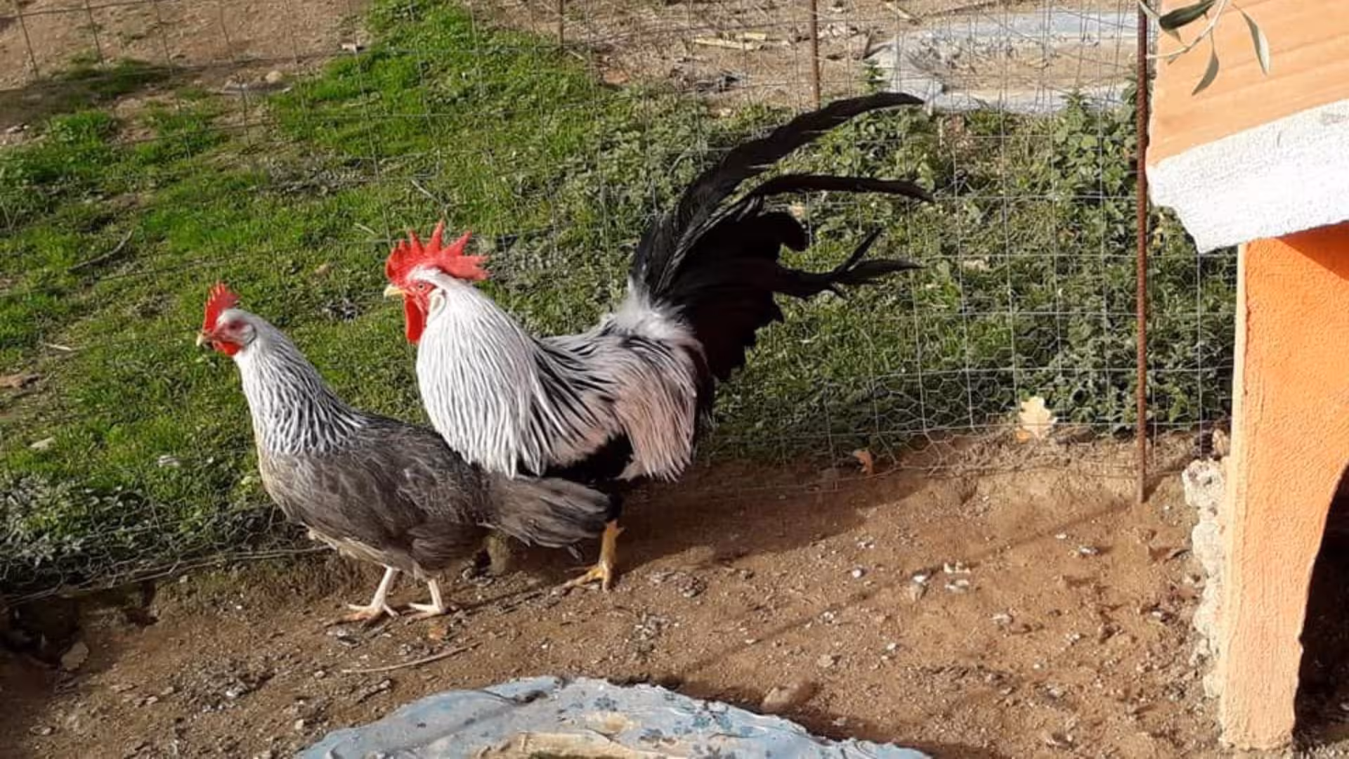 Elegant roosters in a grassy area at Burgos farm, perfect setting for tasting tours.