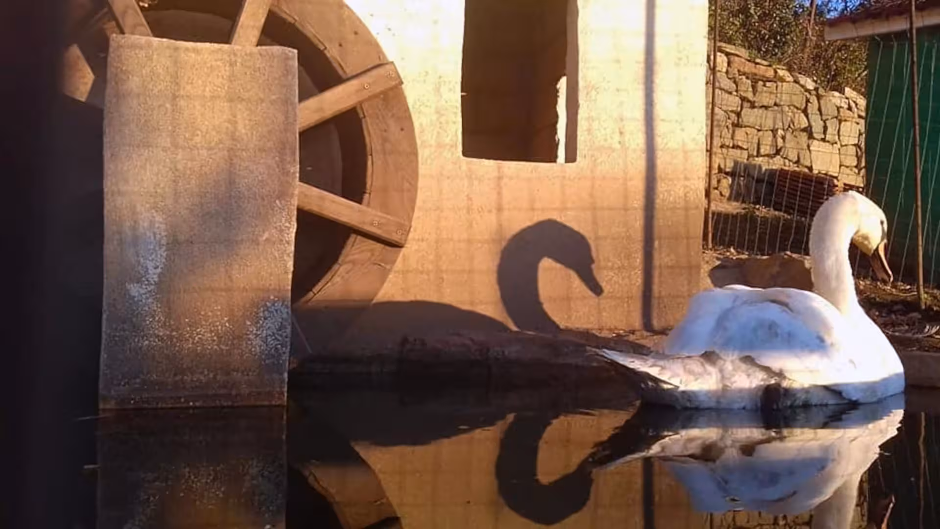 Swan gliding near a water wheel on a tranquil Burgos farm, ideal for a peaceful farm tour and tasting.