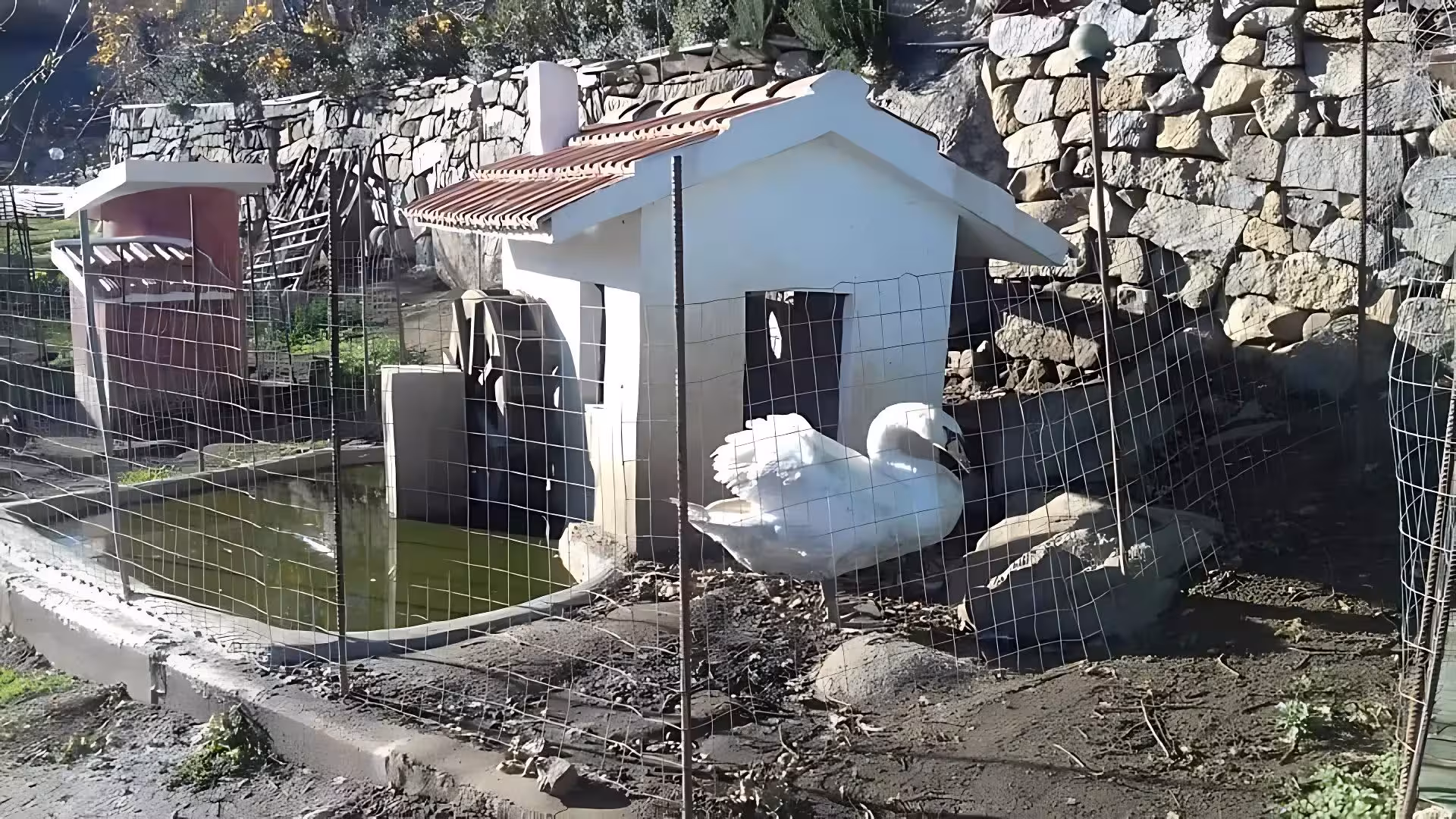 A serene swan rests beside a charming pond in Burgos, ideal for a peaceful farm visit with tasting opportunities.