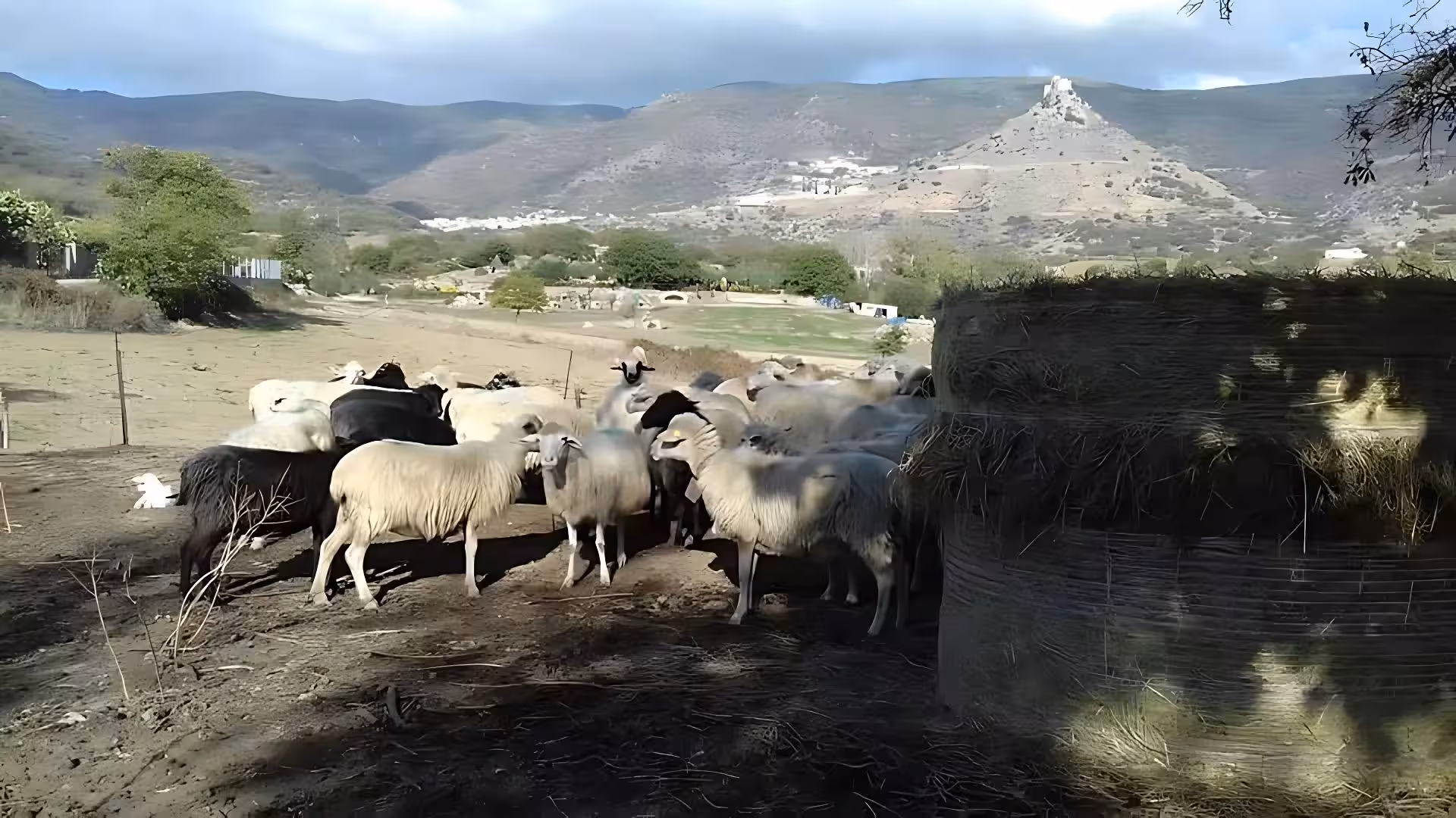 Scenic view of a flock of sheep grazing in Burgos countryside, with rolling hills and hay bales under a clear blue sky.