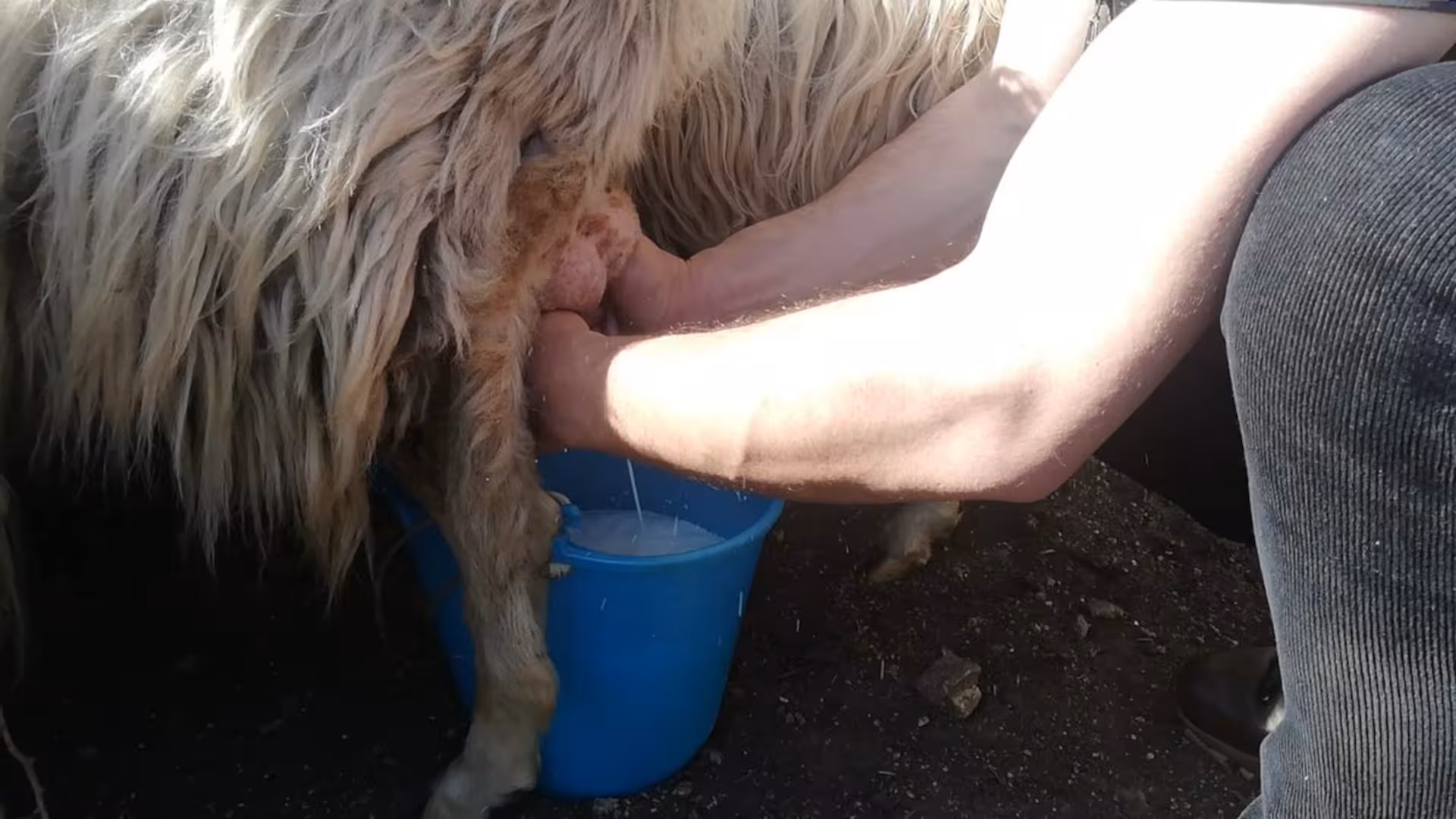 Close-up of a person milking a sheep into a blue bucket, highlighting authentic Burgos farm experiences.