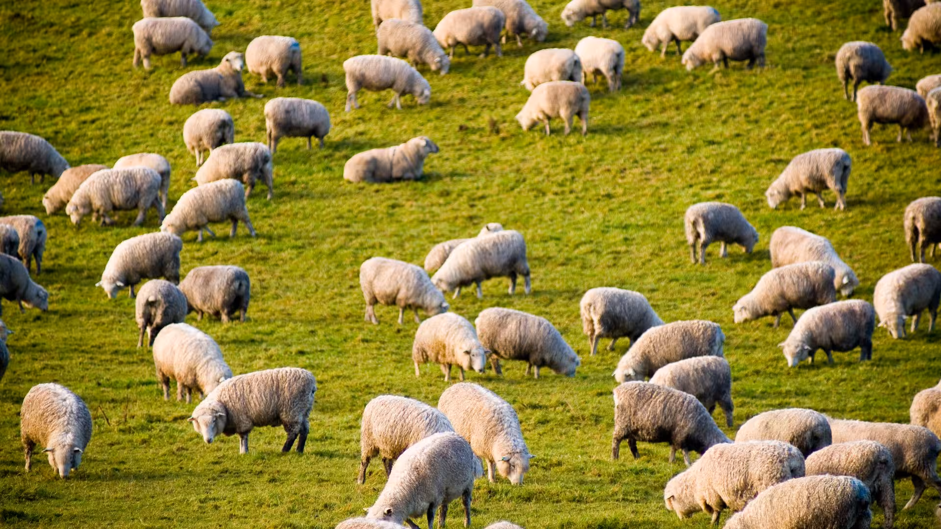 A large flock of sheep grazing on lush green pastures in Burgos, highlighting a serene milking experience.