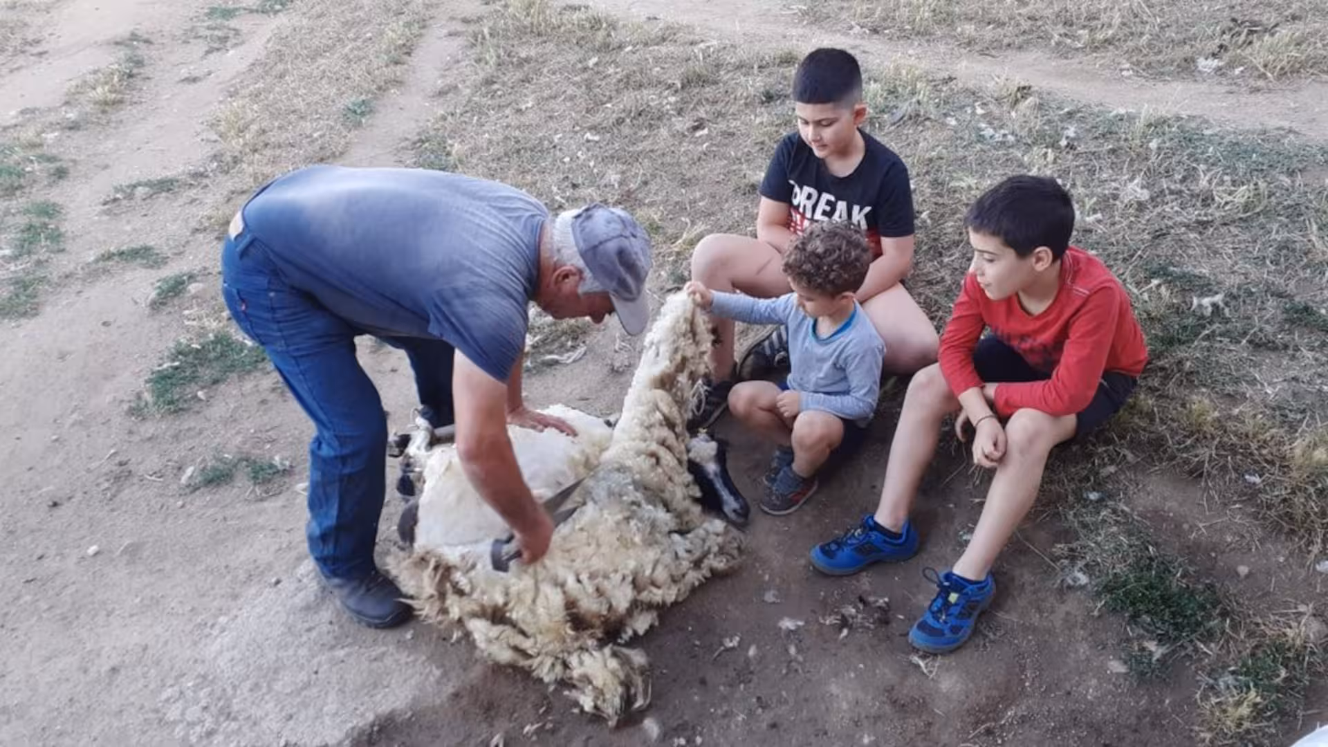 Children observe and engage with a sheep shearing demonstration in Burgos, offering a hands-on learning activity.