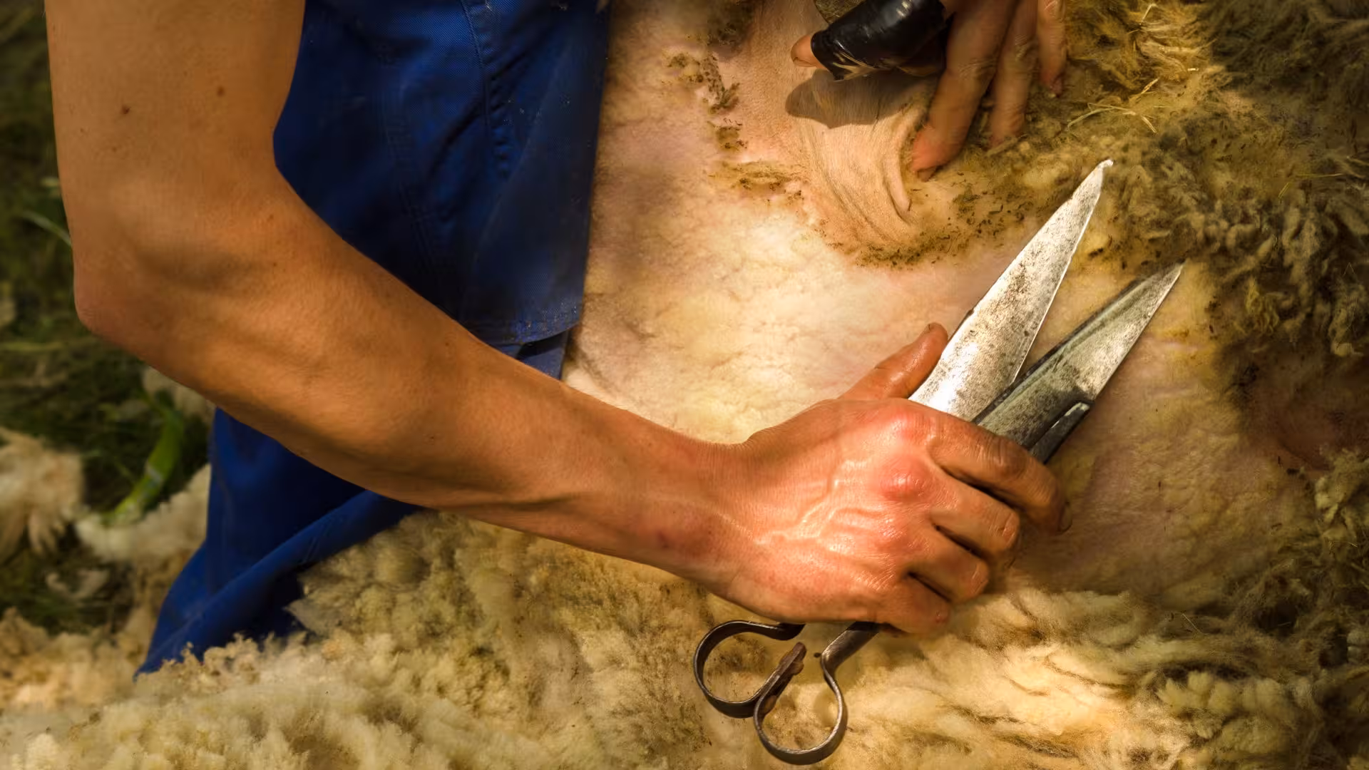 Close-up of traditional sheep shearing with manual shears in Burgos countryside.