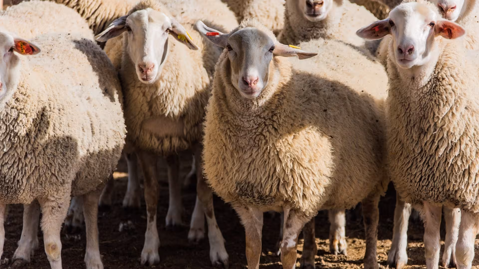 A flock of sheep with thick wool basking in the sunlight, perfect for a traditional Burgos sheep shearing experience.