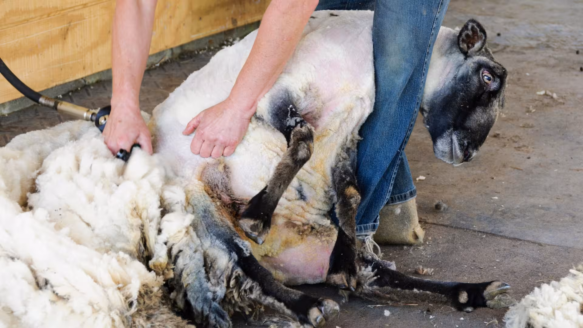 Hands-on sheep shearing in Burgos, showcasing the careful removal of wool in a traditional farming experience.
