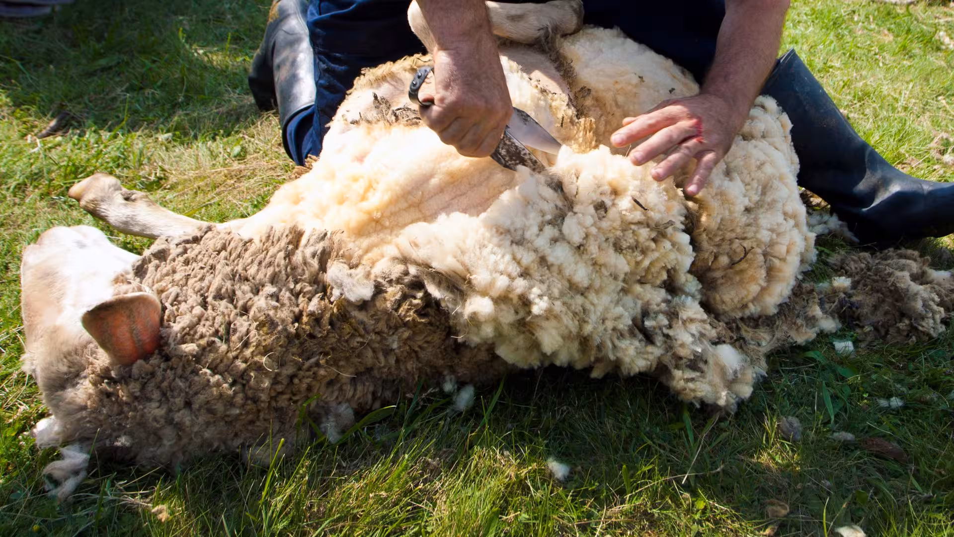 Close-up of a traditional sheep shearing in Burgos, highlighting the manual removal of wool on a sunny day.