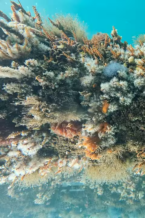 Close-up of vibrant marine life and coral formations in the Busselton Underwater Observatory's clear waters.